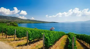 Wine Tasting Aegean Coast: Discover the Hidden Gems of Turkish Vineyards